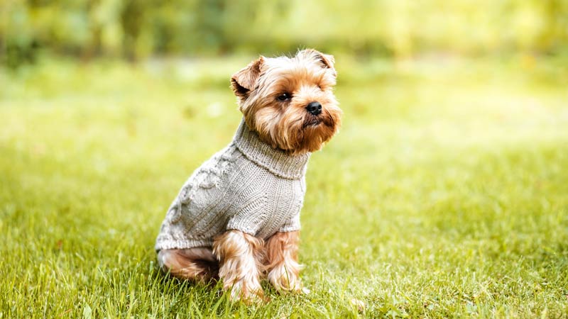 Cão com roupa para frio no jardim